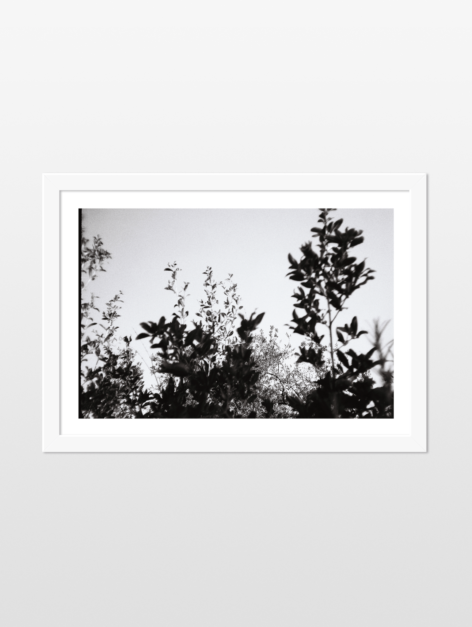 Early summer, 2024 - souqbawa