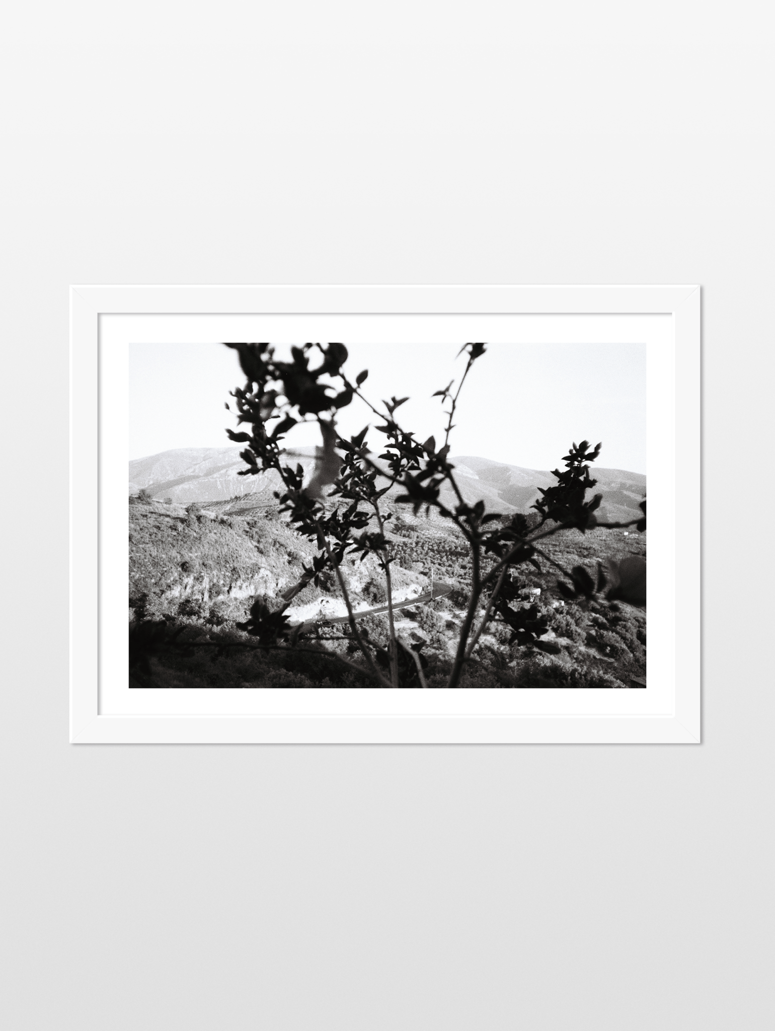 It will always bloom, 2024 - souqbawa