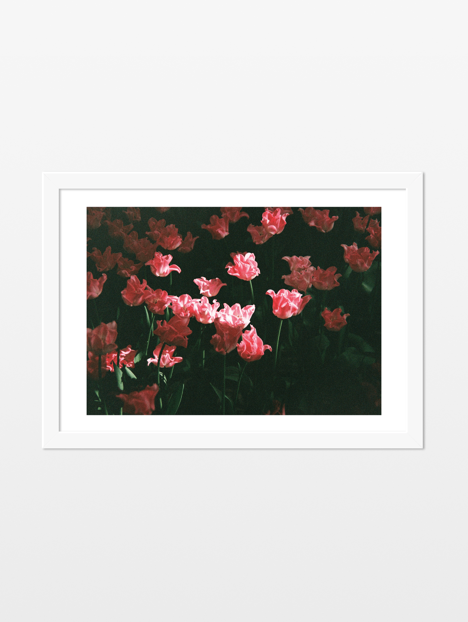 Sun in the Garden - souqbawa