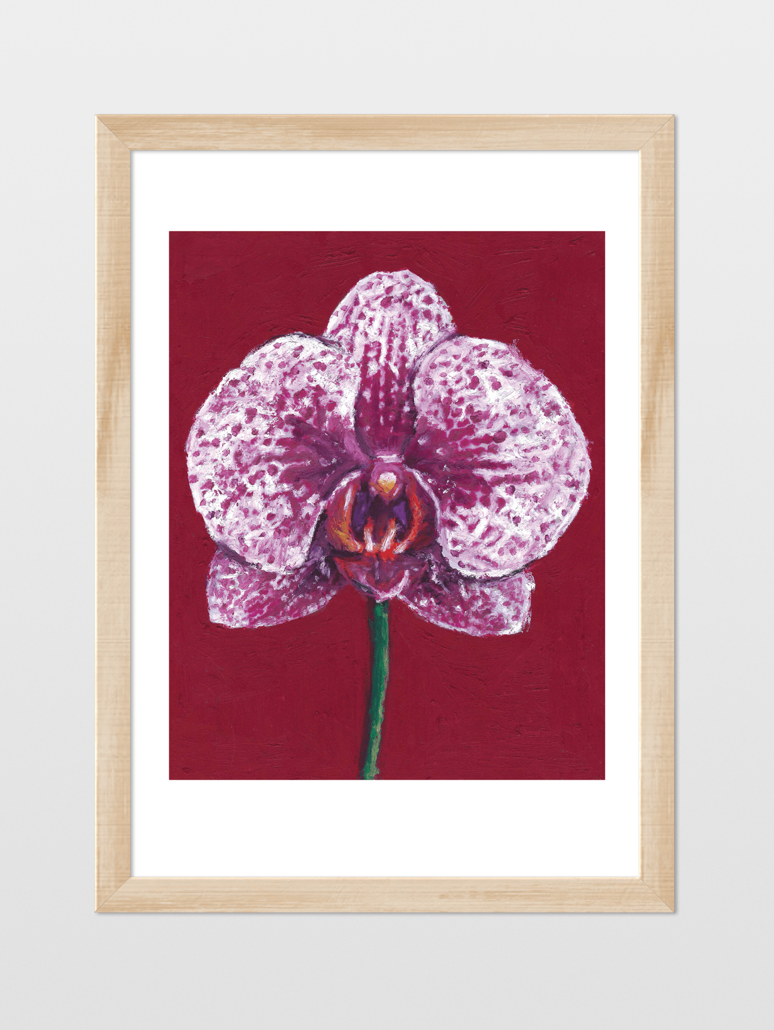 Moth Orchid - souqbawa