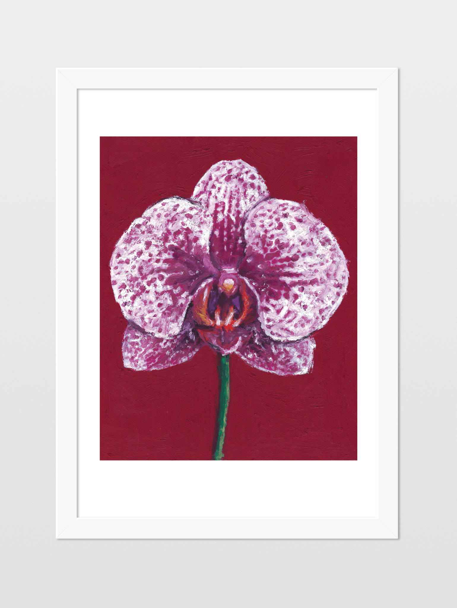 Moth Orchid - souqbawa