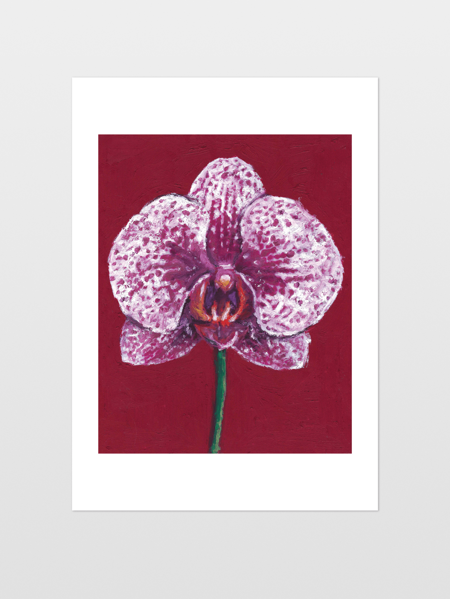 Moth Orchid - souqbawa
