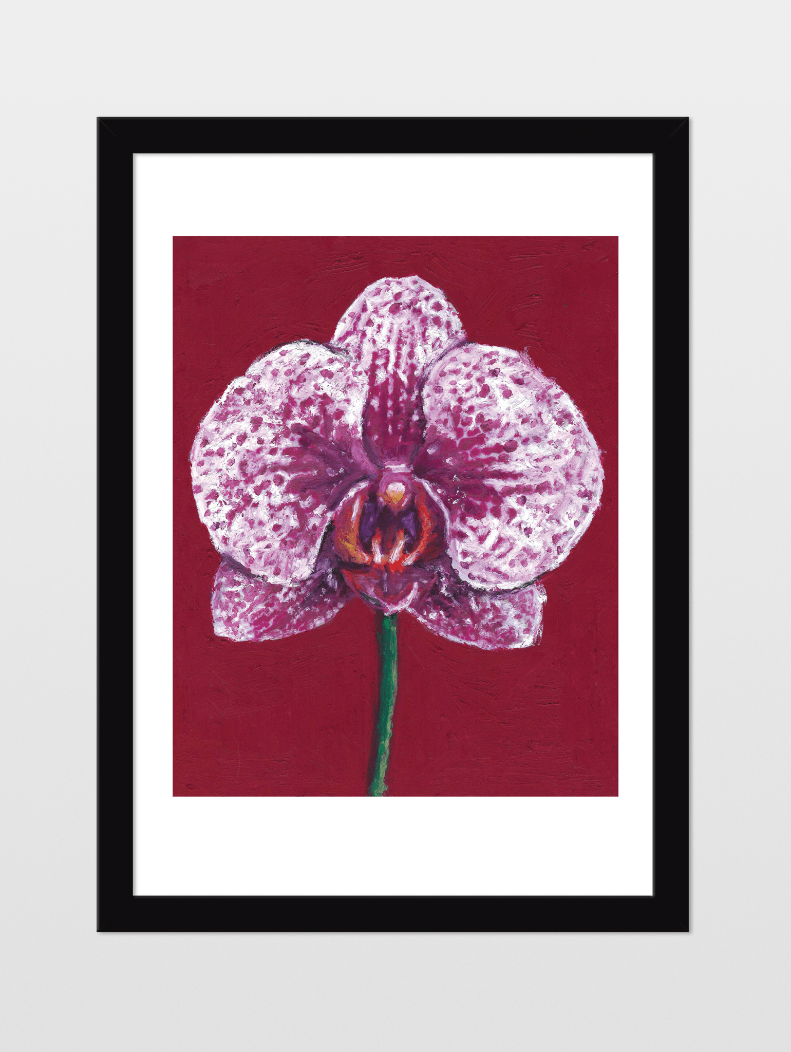 Moth Orchid - souqbawa