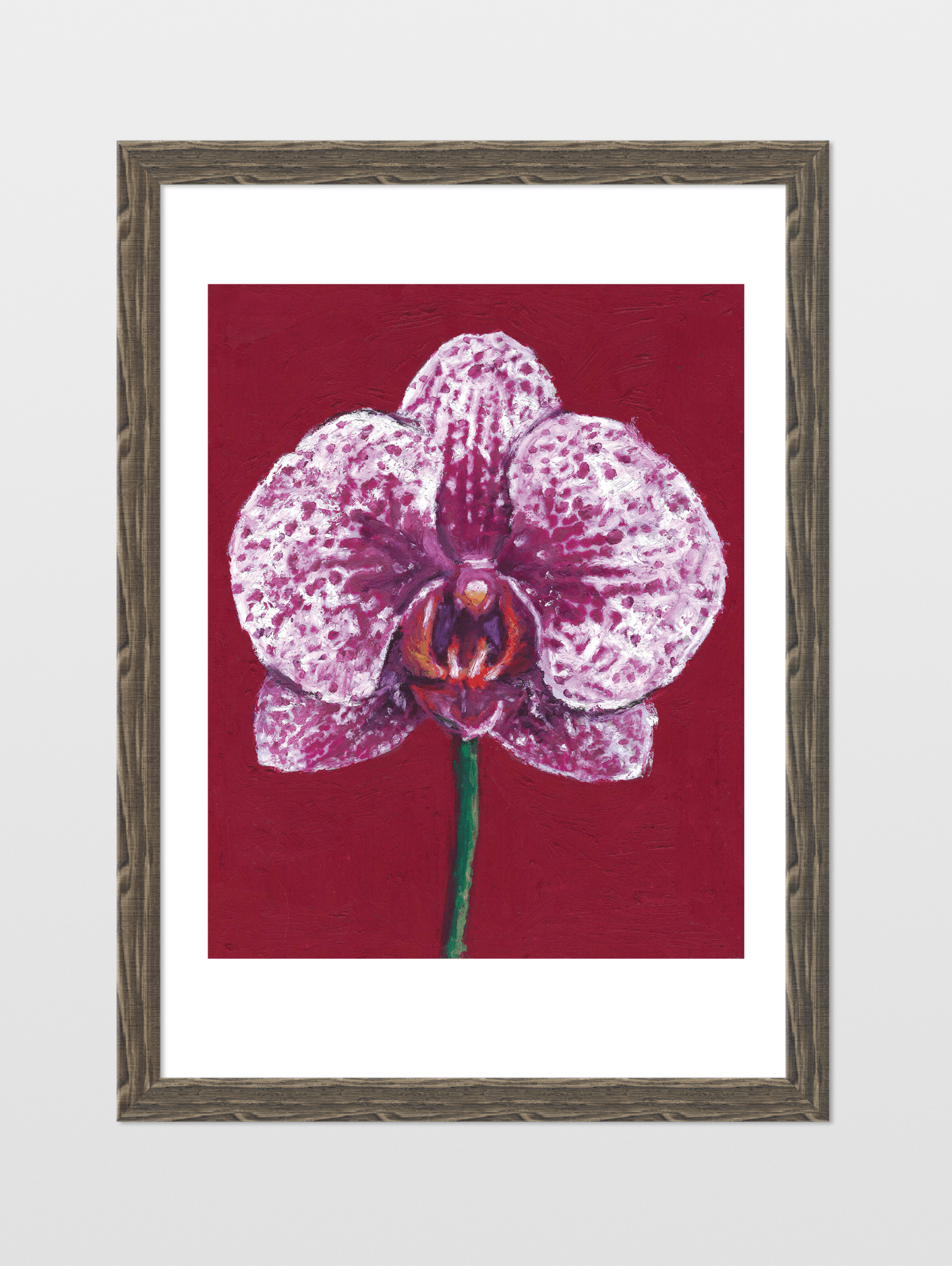 Moth Orchid - souqbawa